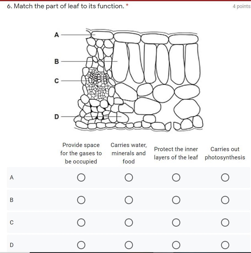 Match the part of leaf to its function.-example-1