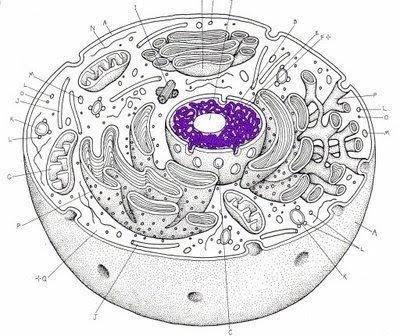 What kind of cell is this? Prokaryotic Eukaryotic-example-1