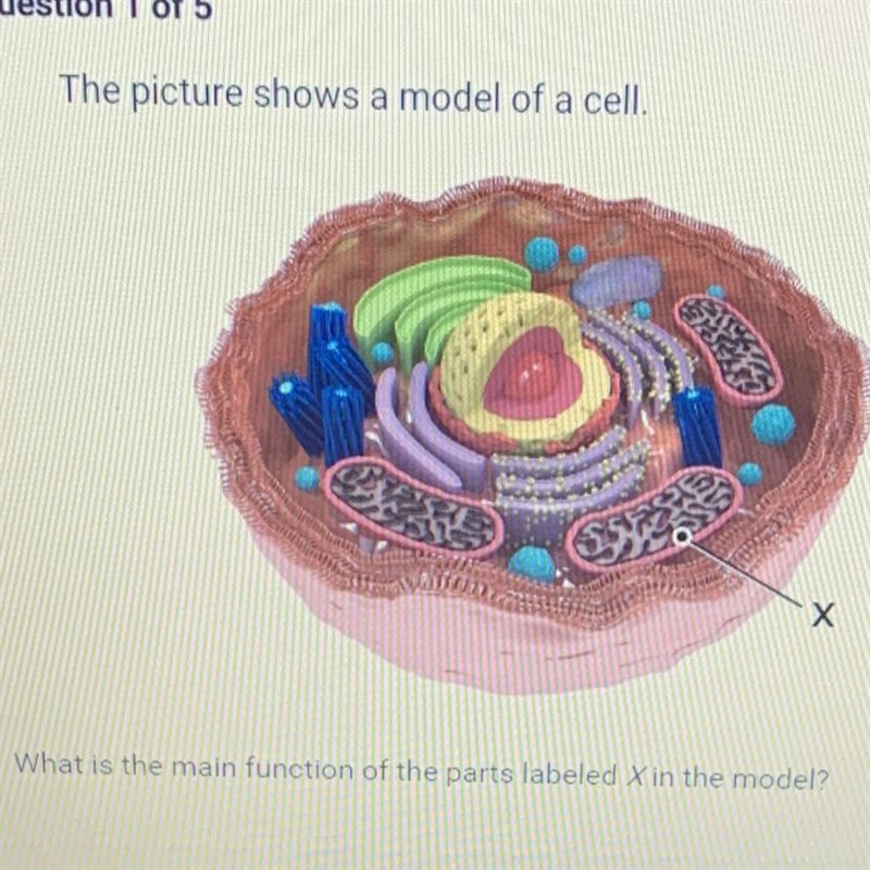 What is the function of the parts labeled X in the model?-example-1