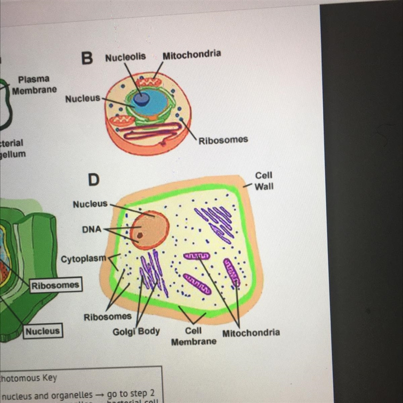 What type of cell is cell D? A) animal B) bacterial C) fungal D) plant-example-1