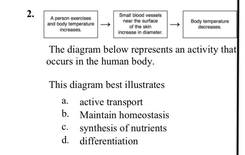 The diagram below represents an activity that occurs in the human body. The diagram-example-1