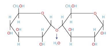 What is the best name for this molecule? maltose sucrose fructose glucose-example-1