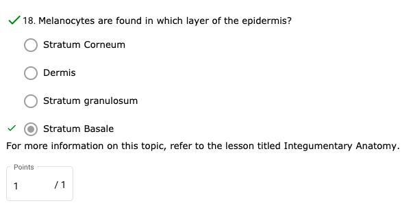 Melanocytes are found in which layer of the epidermis? pls pst-example-1