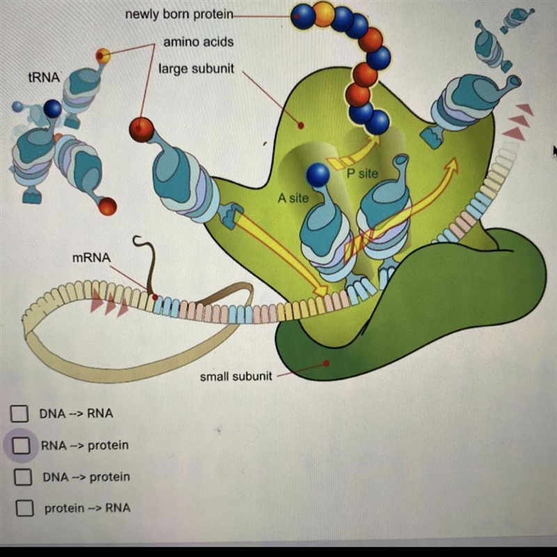 Check the steps in the process of protein synthesis plz help me :(-example-1