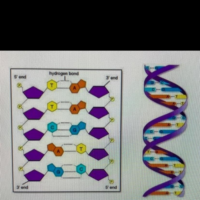 DNA gives the cell instructions to make... carbohydrates fatty acids proteins cholesterol-example-1