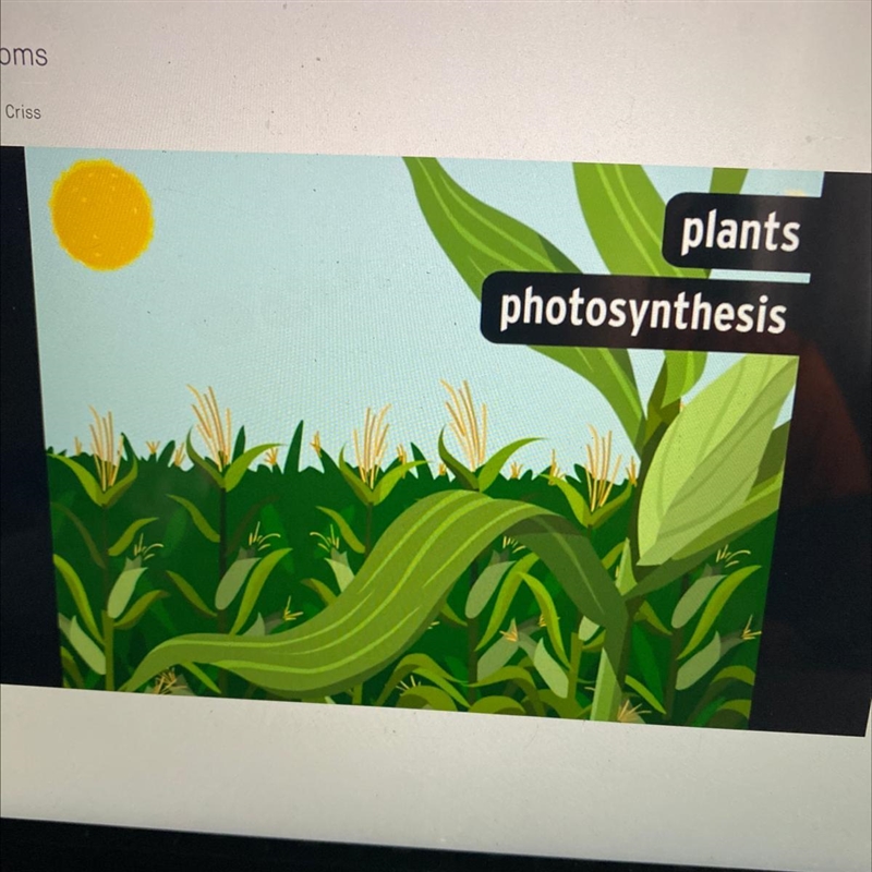 How do plants make their food? A. Photosynthesis B. Digestion C. Decomposition-example-1