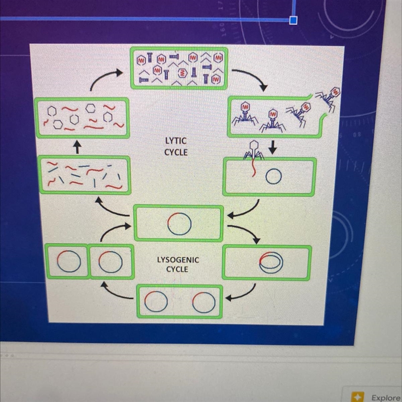 What are the 5 steps of the Lytic Cycle?-example-1