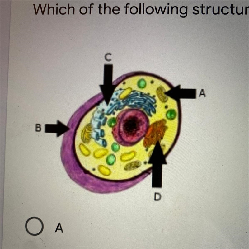 Which of the following structures maintains homeostasis in the cell? * Captionless-example-1