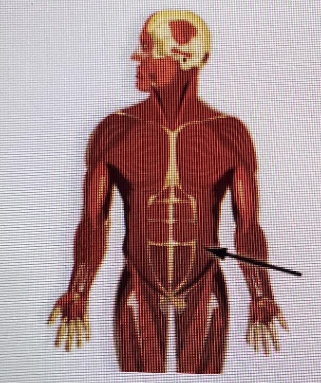 Which muscle is highlighted below? A. Obliques B. Biceps brachii C. Rectus abdominus-example-1