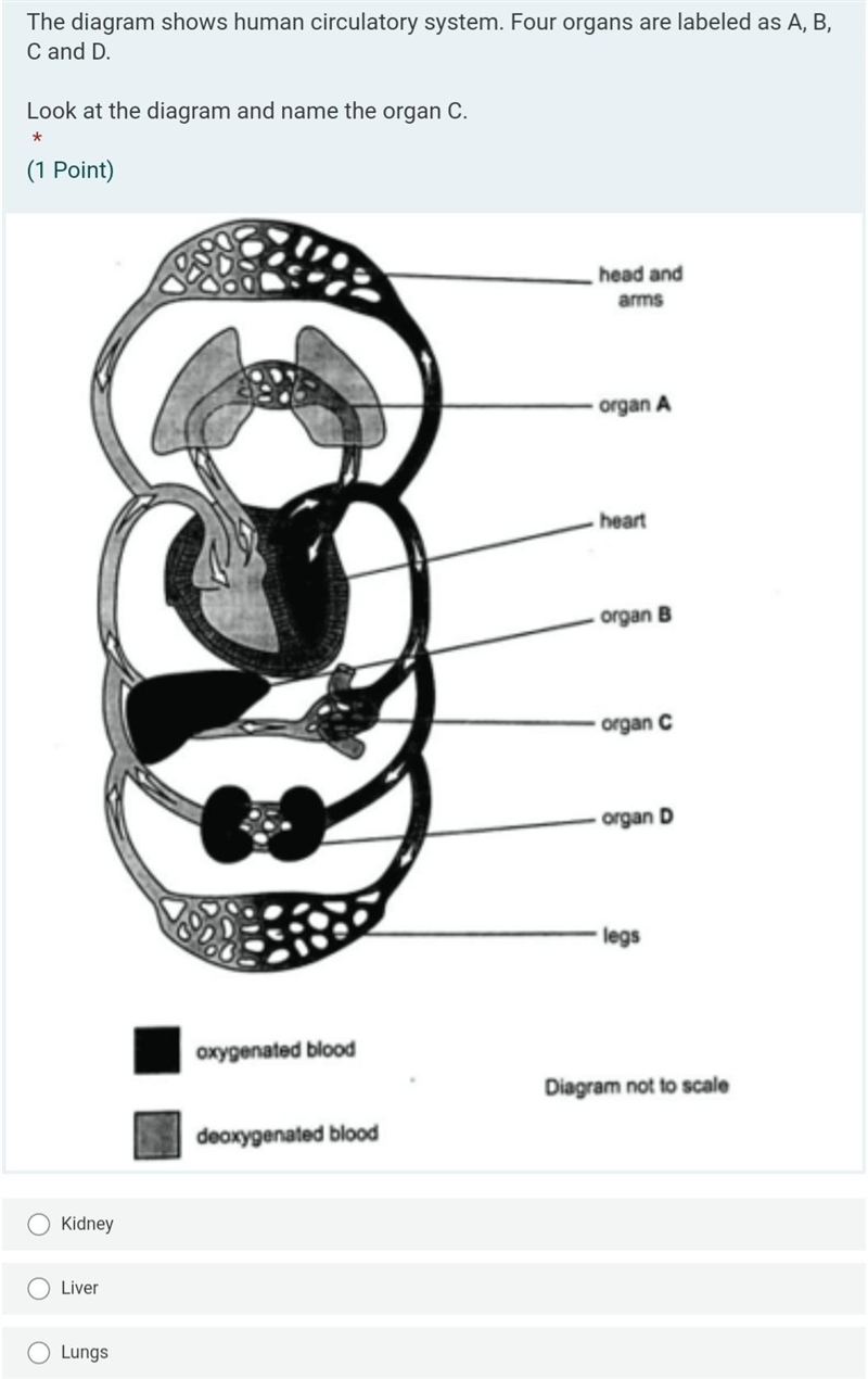 The diagram shows human circulatory system. Four organs are labeled as A, B, C and-example-1