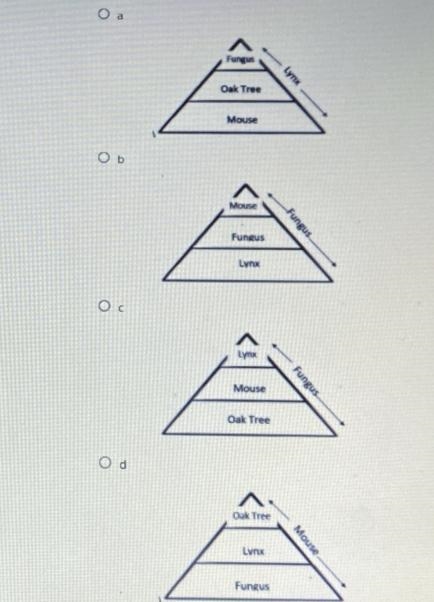 Which trophic level are the organisms correctly displayed? (Picture below for answer-example-1