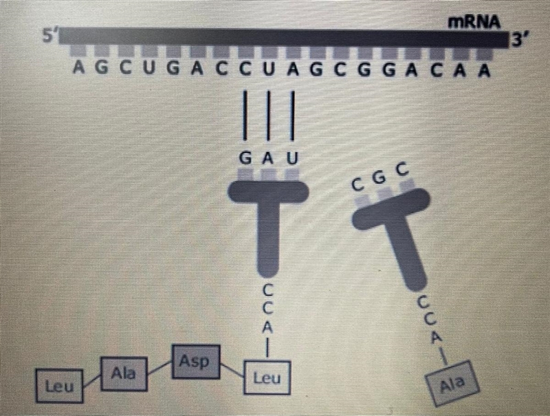 In class, a student creates an image showing part of the process of protein synthesis-example-1