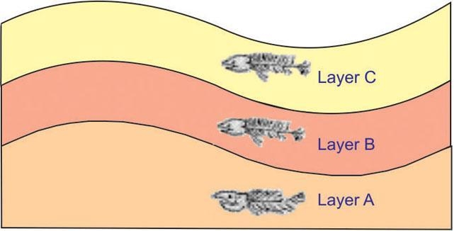 The diagram below shows fossils in three layers of rocks. Which of these conclusions-example-1