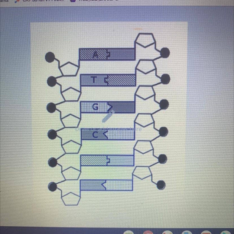 On the diagram - label ALL the nitrogen bases not already labeled (A, T, C or G) LITTL-example-1