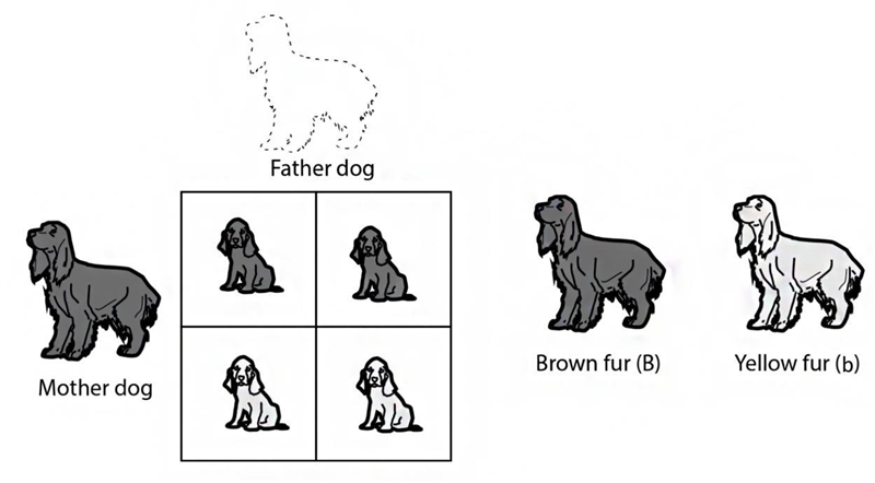 In a certain breed of dogs, brown fur (B) is a dominant trait over yellow fur (b). Gregory-example-1