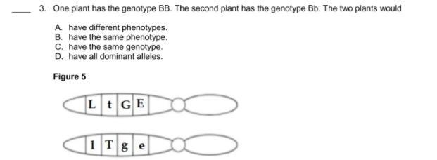 One plant has the genotype BB. The second plant has the genotype Bb. The two plants-example-1