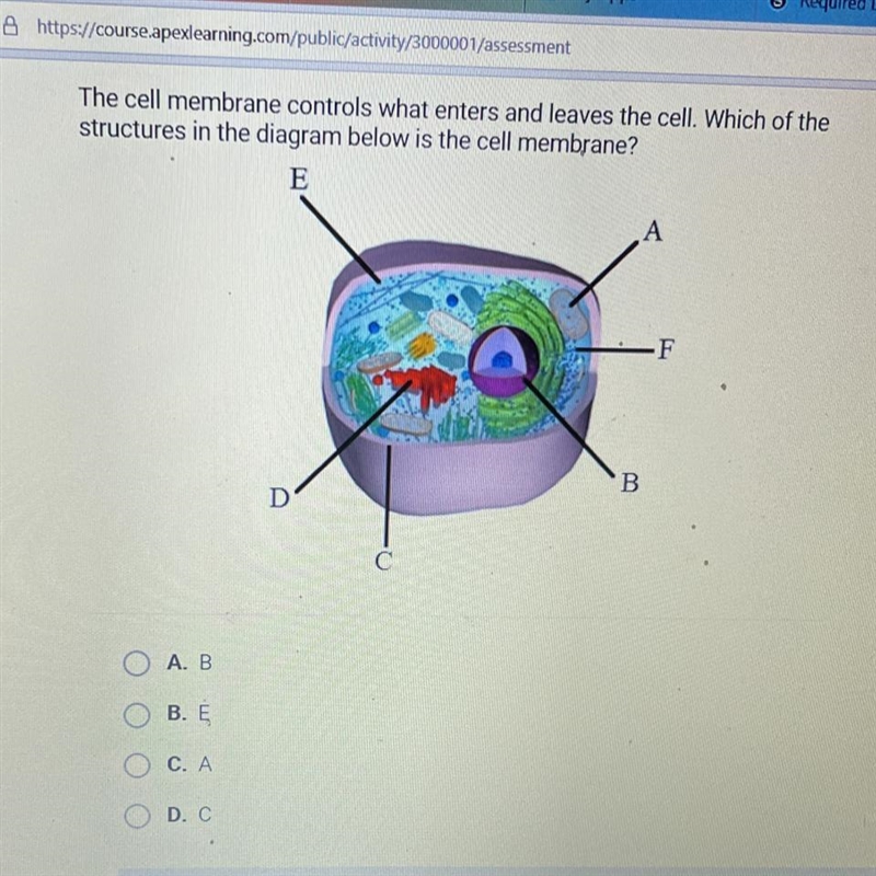 The cell membrane controls what enters and leaves the cell. Which of the structures-example-1