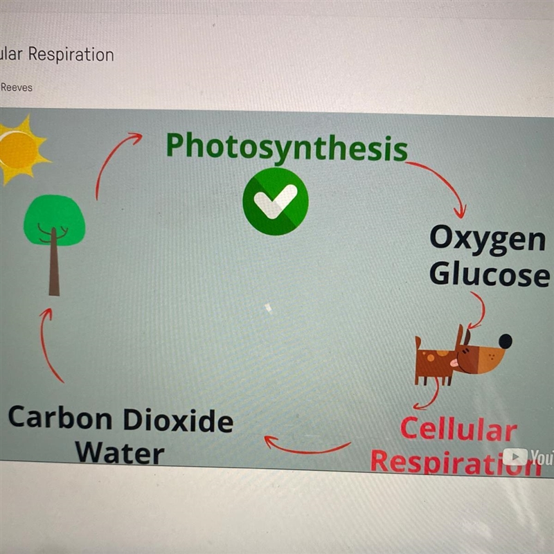 The products of photosynthesis (glucose and oxygen) are used in cellular respiration-example-1