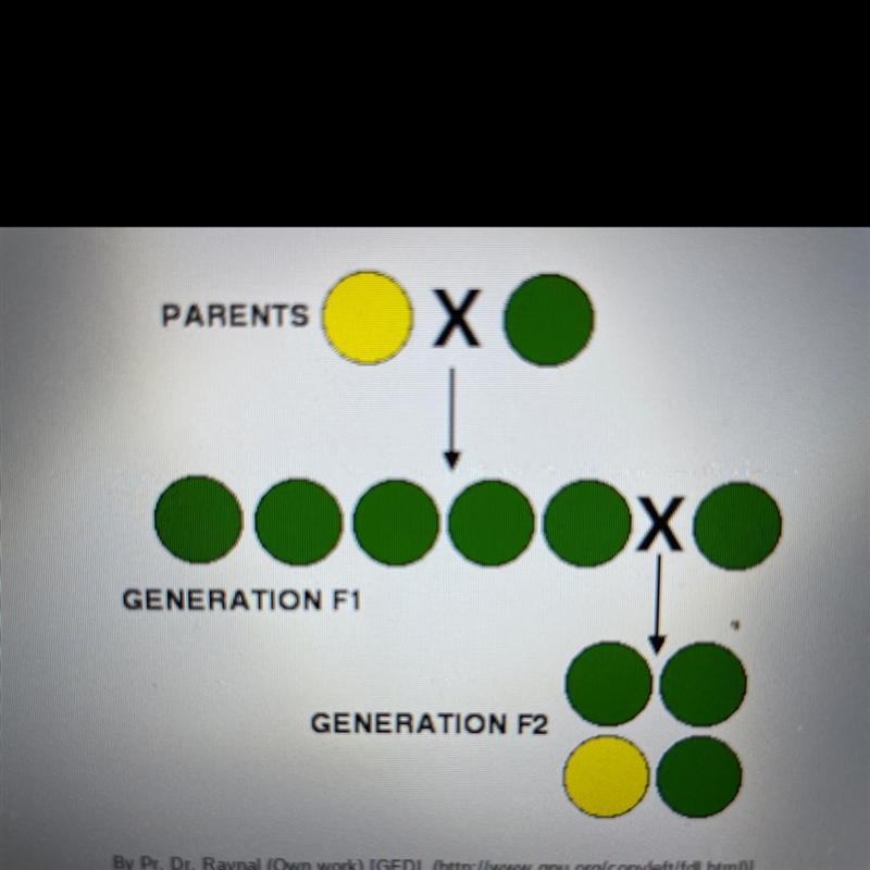 Please help What are the two alleles of the seed color trait being considered here-example-1