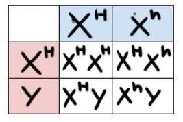 Hemophilia is an X-linked condition in which the process of blood clotting is impaired-example-1