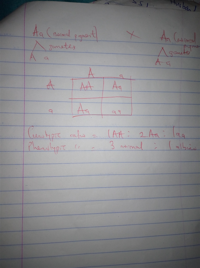 Albinoism is an autosomal recessive trait. What is the probability of two heterozygous-example-1