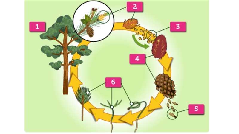 The diagram shows the life cycle of a pine tree. What happens during the stage labeled-example-1