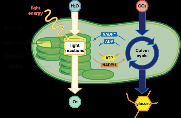 Reactions of photosynthesis ​-example-1