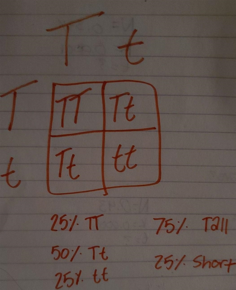 1. Cross a heterozygous tall (Tall is dominant) pea plant with one that is also heterozygous-example-1