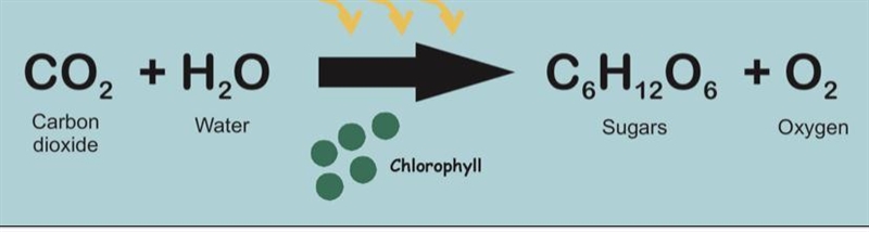 How do plants turn sunlight into energy? This needs to have a chemical equation, reactants-example-1