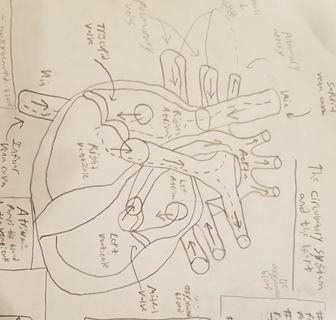 The two lower chambers of the human heart are known as: a. atriums c. auricles b. ventricles-example-4