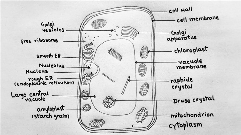 A cell that has a boxlike structure, a large vacuole, and chloroplasts is most likely-example-1