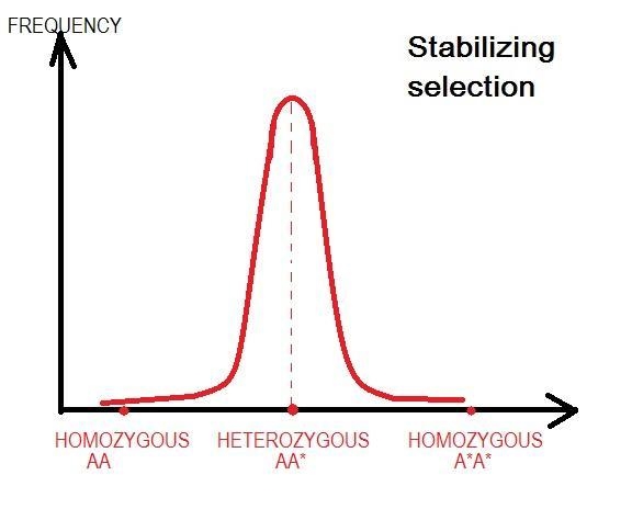 In a hypothetical population's gene pool, an autosomal gene, which had previously-example-1