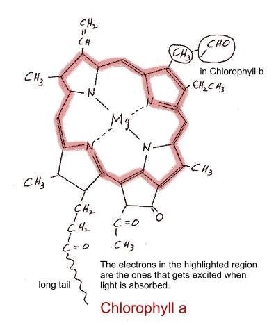 Light energy from the Sun is used by a plant to perform photosynthesis. Which structure-example-1