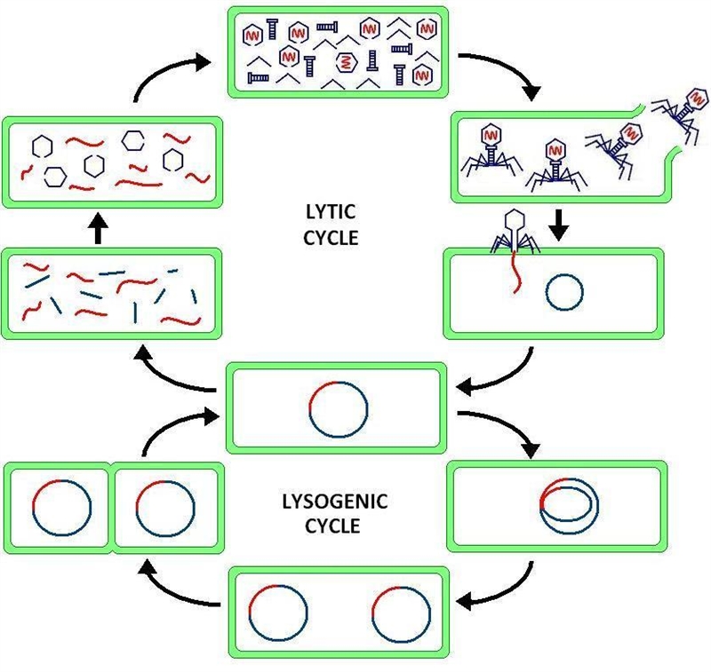 Which viral reproduction cycle is used by long term viruses that hide in our body-example-1