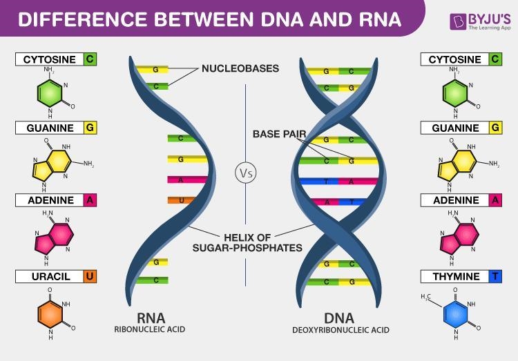 DNA and RNA are both nucleic acids, but their structures and functions differ. Which-example-1