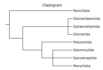 The relationships among different orders of millipedes are shown in the cladogram-example-1