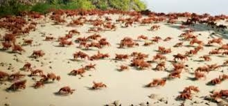 A population of crabs live on a light-colored sandy beach. In this environment there-example-1