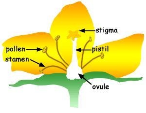 PLEASE HELP IM DOING A TEST RN!! Which of the following describes how the pollen must-example-1