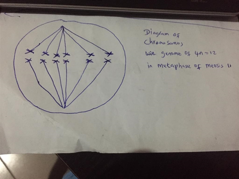 An organism has a genome of 4n=12. Draw what the chromosomes would look like in metaphase-example-1