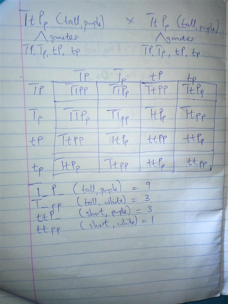 In a cross between two heterozygous tall and purple flowers (TtPp x TtPp), what would-example-1