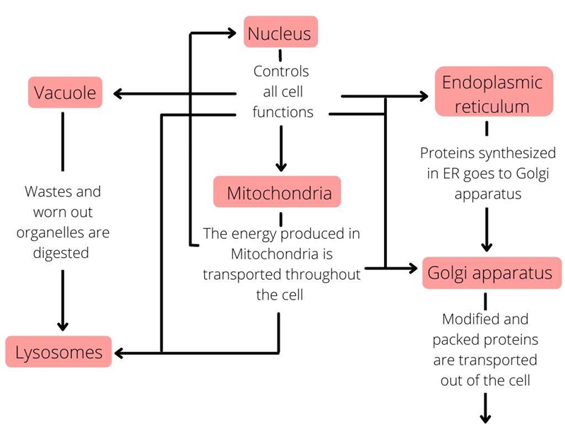 Create a chart comparing the parts of a cell to an automobile production line.-example-1