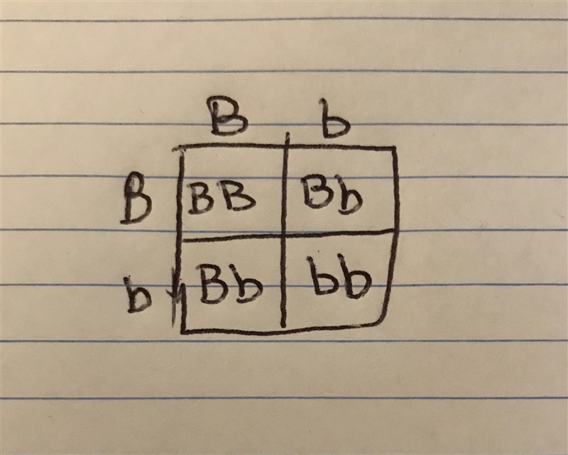 Add a brown eyes cross in the Punnett Square below for practice: Mother genotype (Bb-example-1