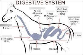 How is the pseudo-ruminant digestive system different than human digestive system-example-1