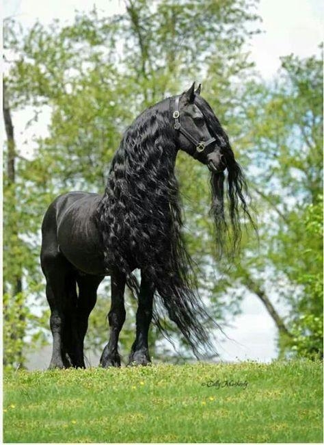 A cross between a white horse and a chesnut horse produce all light brown horses-example-1