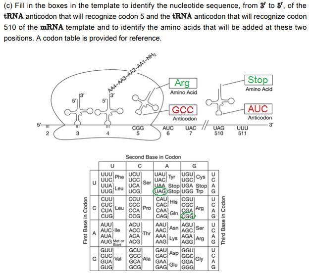 Fill in the boxes in the template to identify the nucleotide sequence from 3' to 5' of-example-1