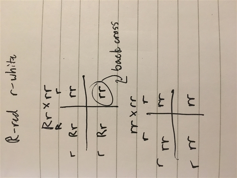 2. Using R and r to represent the alleles of the gene controlling red and white flowers-example-1