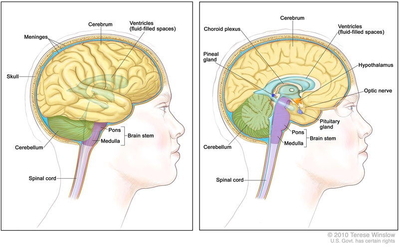 What happen to the brain and the brain cavity?-example-1