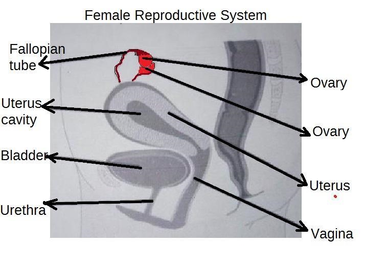 Learning Task 6: Label the parts of the female reproductive system. 1. 2. 3. 4. 5. 6. 7. 8.​-example-2