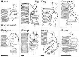 How is the ruminant digestive system different than human digestive system?​-example-1