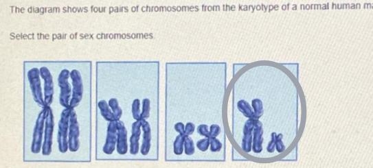 The diagram shows four pairs of chromosomes from the karyotype of a normal human male-example-1